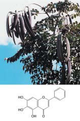 Fig. 2. Oroxylum indicum,and structure of the isolated antimutagen, baicalein.