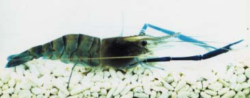 Fig. 1. The target species, the giant freshwater prawn, Macrobrachium rosenbergii.