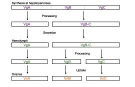Fig. 2. Processing of vitellogenin (Vg) in Macrobrachium rosenbergii.