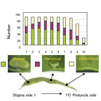 Fig. 4. Growth of ovules at different positions in abnormal pods.