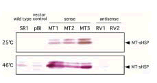 Fig. 1. Expression of the gene for MT-sHSP in transgenic tobacco plants.