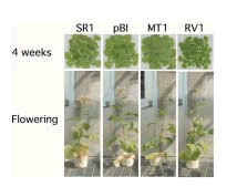 Fig. 2. Transgenic tobacco plants having the tomato MTsHSP gene.