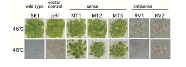 Fig. 3. Thermotolerance of the transgenic plants with the MT-sHSP gene.