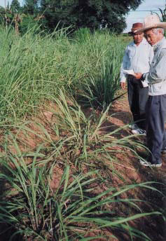 Fig. 1. Sugarcane germplasm conservation field at the KKFCRC. 