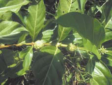 Fig. 3. Morinda citrifolia fruits in a thinning plot.