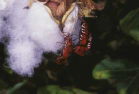 Fig. 1. Cotton stainer bugs (Dysdercus cingulatus) sucking ripe cotton bolls.