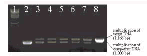 Fig. 1. An example of competitive PCR.