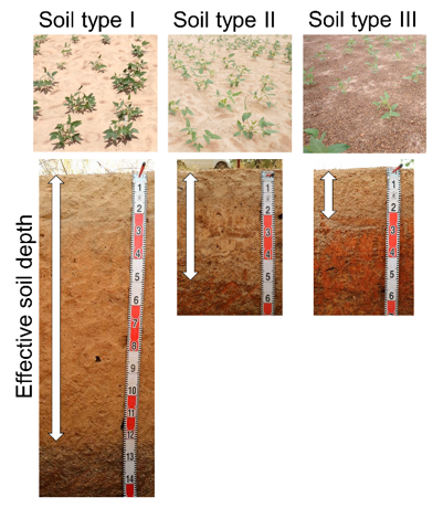 Fig. 1. The three predominant soil types in the Sudan Savanna