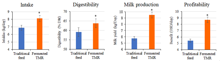 Fig. 3. Performance of dairy cattle fed traditional feed and fermented TMR