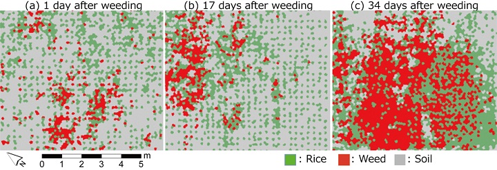 Fig. 2. Spatial distribution map of rice, weed, and soil classified by object-based image analysis of drone images