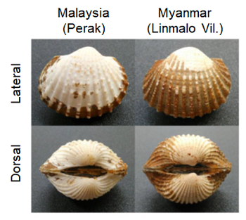 Fig. 1. Blood cockles, Tegillarca granosa, collected from Perak, Malaysia (left) and from Linmalo Village, Myanmar (right)