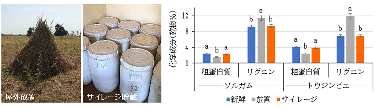 図1作物茎葉部の屋外での放置とサイレージ調製（左）による飼料成分の変化（右）