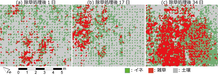 図2 ドローン画像をオブジェクトベース画像解析で分類したイネ・雑草・土壌の分布図
