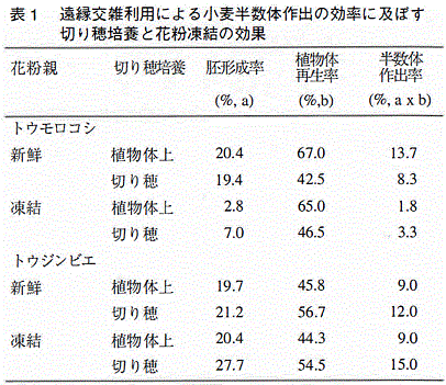 表1 遠縁交雑利用による小麦半数体作出の効率に及ぼす切り穂培養と花粉凍結の効果