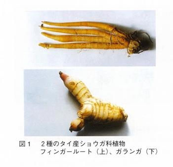 図1 2種類のタイ産ショウガ科植物　フィンガールート（上）、ガランガ（下）