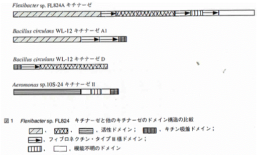 図1 Flexibacter sp. FL824　キチナーゼとほかのキチナーゼのドメイン構造の比較