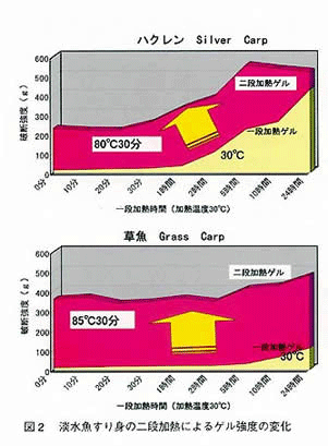 図2 淡水魚すり身の二段加熱によるゲル強度の変化