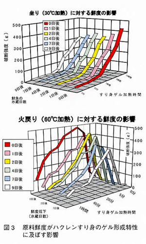 図3 原料鮮度がハクレンすり身のゲル形成特性に及ぼす影響