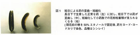 図1 短日による葯の歪曲・短縮化