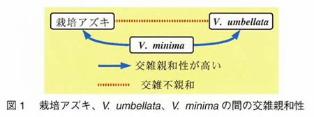 図1 栽培アズキ、V. umbellata、V. minimaの間の交雑親和性