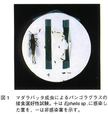 図1 マダラバッタ成虫によるパンゴラグラスの接食選好性試験