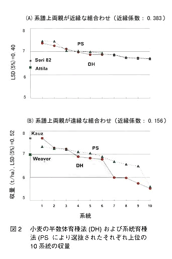 図2 小麦の半数体育種法(DH)および系統育種法(PS)により選抜されたそれぞれ上位の10系統の収量