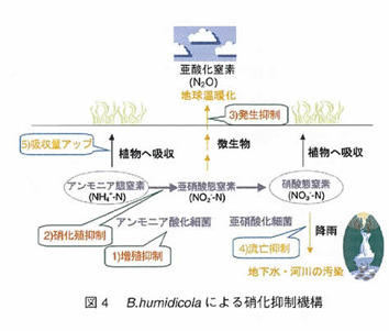 図4 B. humidicolaによる硝化抑制機構