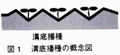 図1 溝底播種の概念図