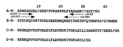 図2 N末端アミノ酸配列分析により同定されたアミノ酸配列