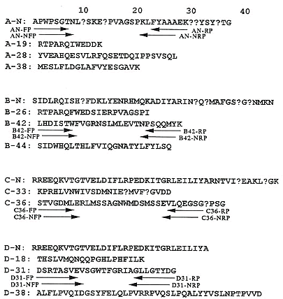 図3 ビテリンをLysyl endopeptidaseで消化して得たペプチド断片のアミノ酸配列