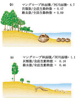 図2 異なるマングローブ汽水域の底生動物