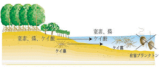 図3 マングローブ林の繁茂する湿地帯の役割