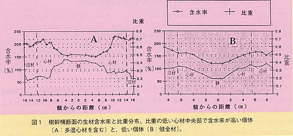 図1 樹幹横断面の生材含水率と比重分布