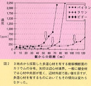 図2 3地点から採取した多湿心材を有する樹幹横断面のカリウムの分布