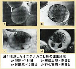 図1 抱卵したオニテナガエビ卵の発生段階