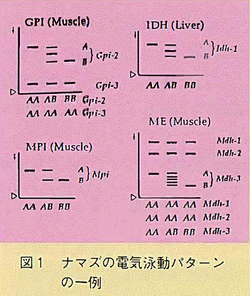 図1 ナマズの電気泳動パターンの一例