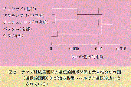 図2 ナマズ地域集団間の遺伝的類縁関係を示す枝分かれ図