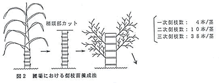 図2 圃場における側枝苗養成法