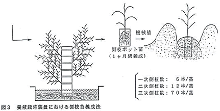 図3 養液栽培装置における側枝苗養成法