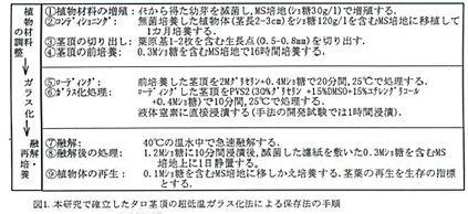 図1 本研究で確立したタロ茎頂の超低温ガラス化法による保存法の手順