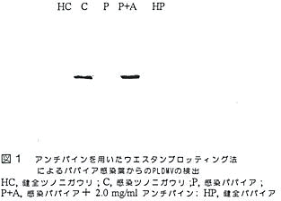 図1 アンチパインを用いたウエスタンブロッティング法によるパパイア感染葉からのPLDMVの検出