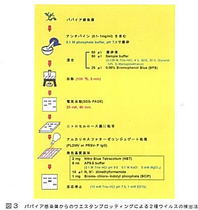 図3 パパイア感染葉からのウエスタンブロッティングによる2種ウイルスの検出法