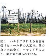 図1 ハキリアリによる食害を受けたユーカリの人工林