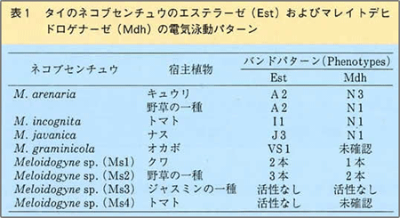 表1 タイのネコブセンチュウのエステラーゼ（Est）およびマレイトデヒドロゲナーゼ（Mdh）の電気泳動パターン