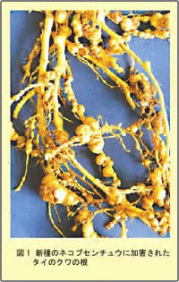 図1 タイのネコブセンチュウに加害されたタイのクワの根