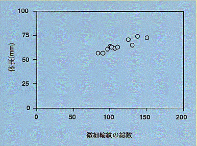図1 ヤクシマイワシの耳石微細輪紋数と体調の関係