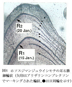 図4 ホソスジマンジュウイシモチの耳石微細輪紋