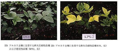 図1 アルカリ土壌に生育する鉄欠乏耐性品種（UT1,左）および感受性品種（KPS2,右）