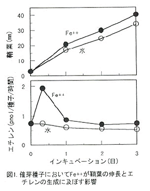 図1 催芽種子においてFe++が鞘葉の伸長とエチレンの生成に及ぼす影響