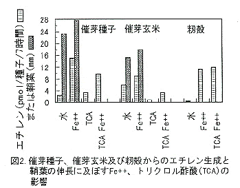 図2 催芽種子、催芽玄米及び籾殻からのエチレン生成と鞘葉の伸長に及ぼすFe++、トリクロル酢酸（TCA）の影響